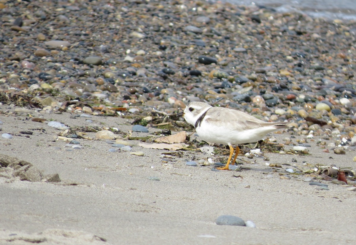 Piping Plover - kelly-sue o'connor