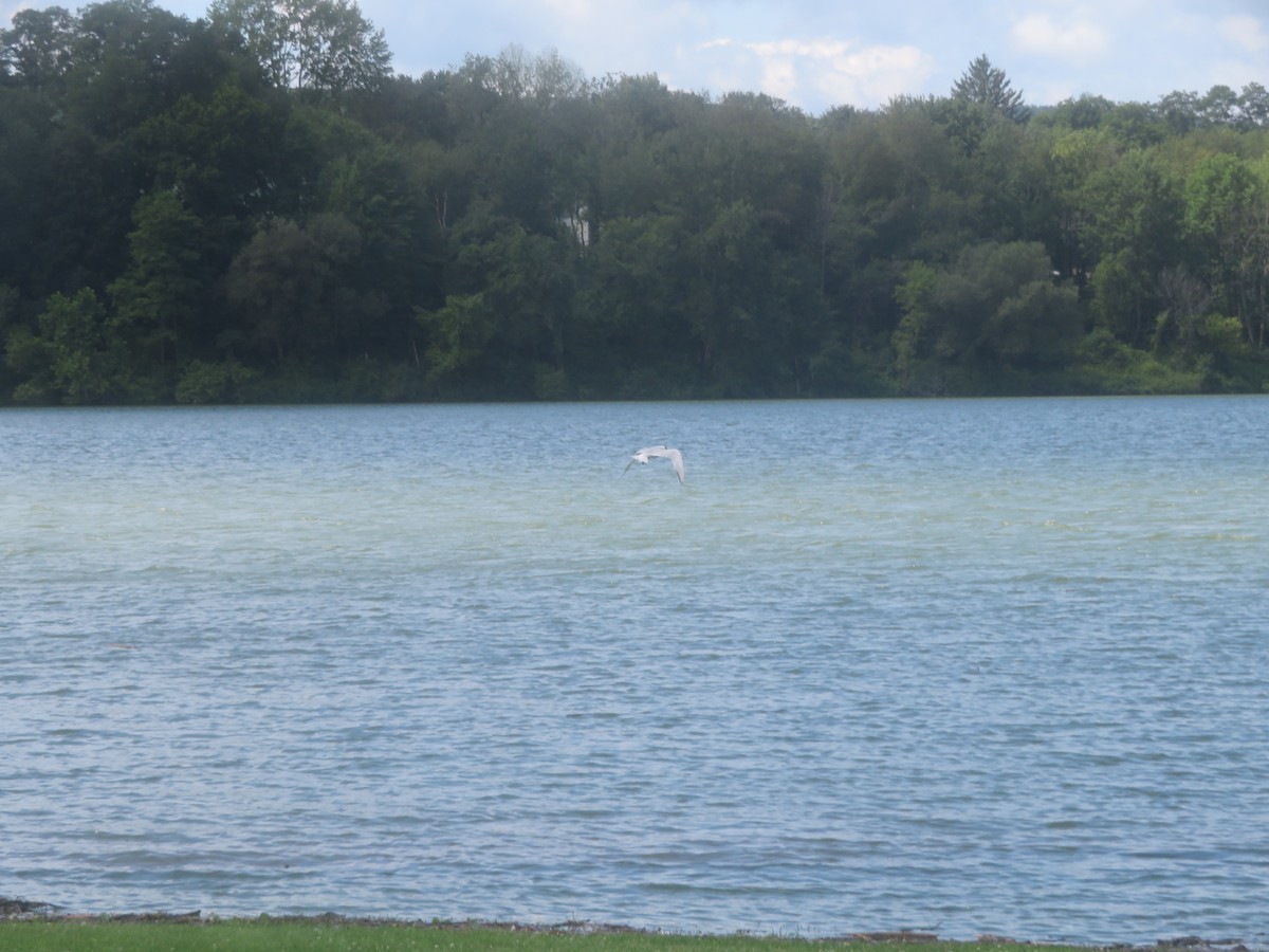 Caspian Tern - William Kuk