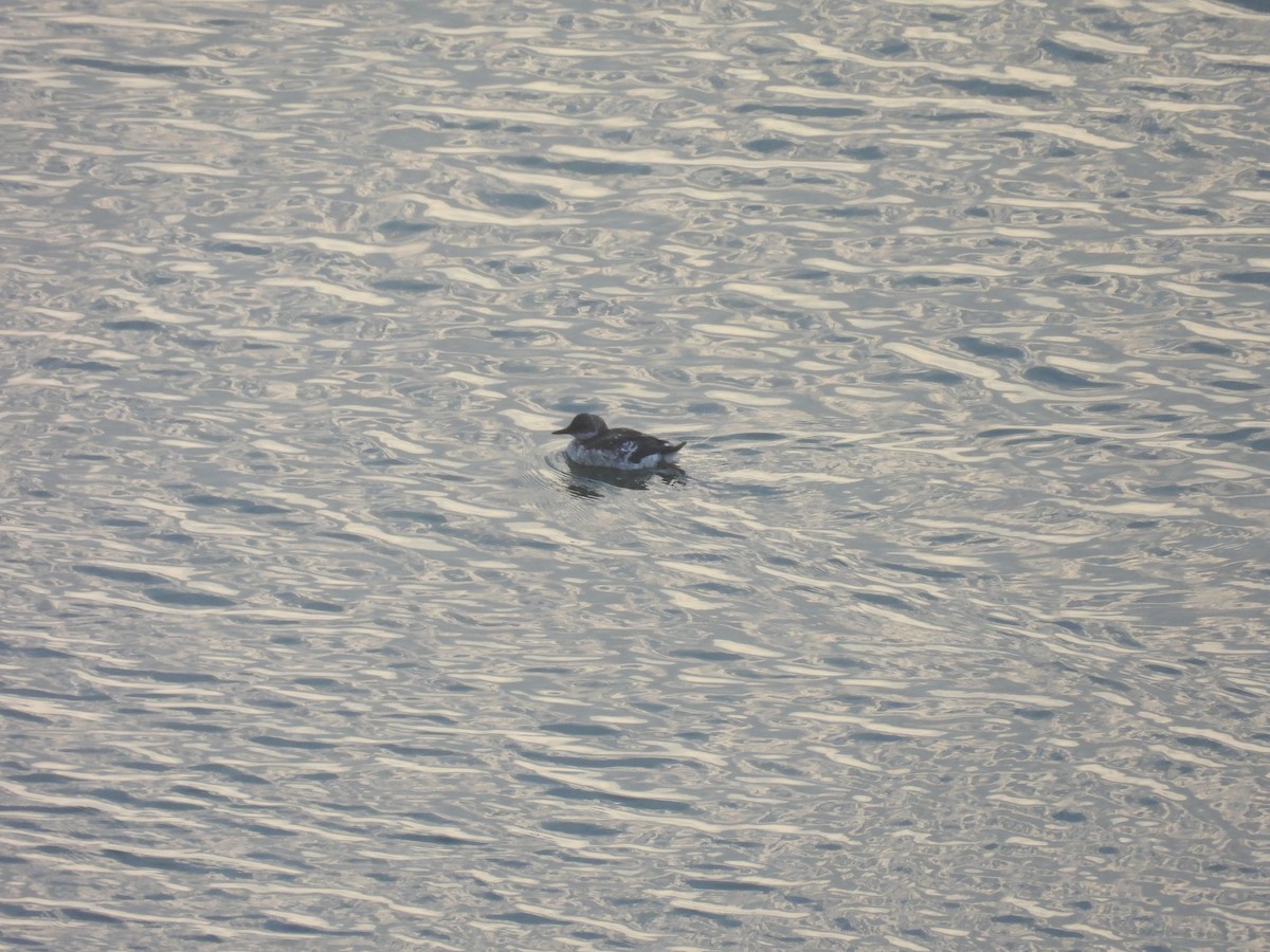 Pigeon Guillemot - ML604746111