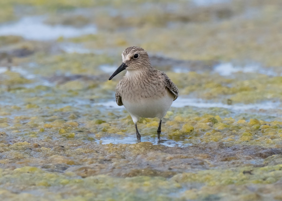 Baird's Sandpiper - Julio Mulero