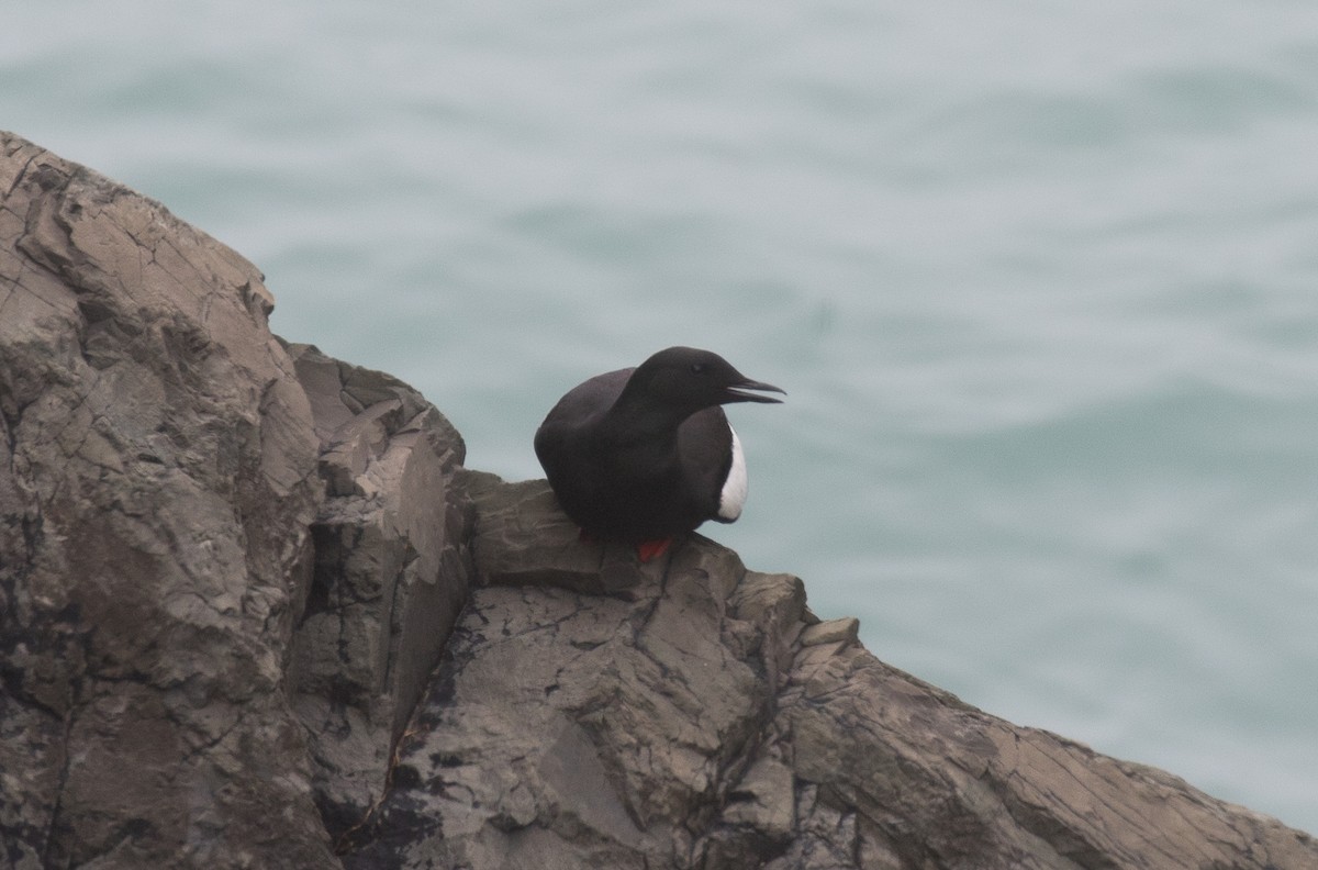 Black Guillemot - ML604746281