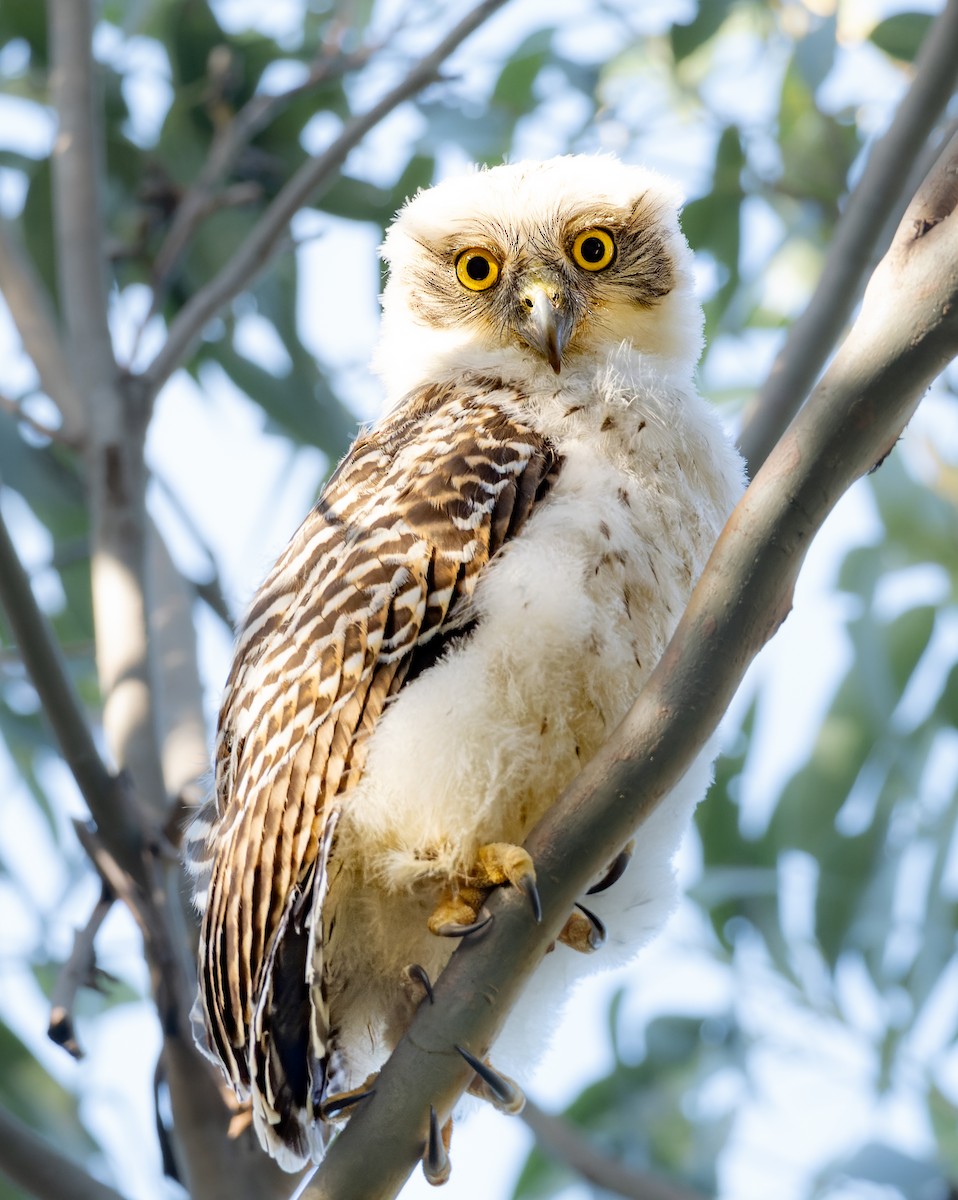 Powerful Owl - ML604746321