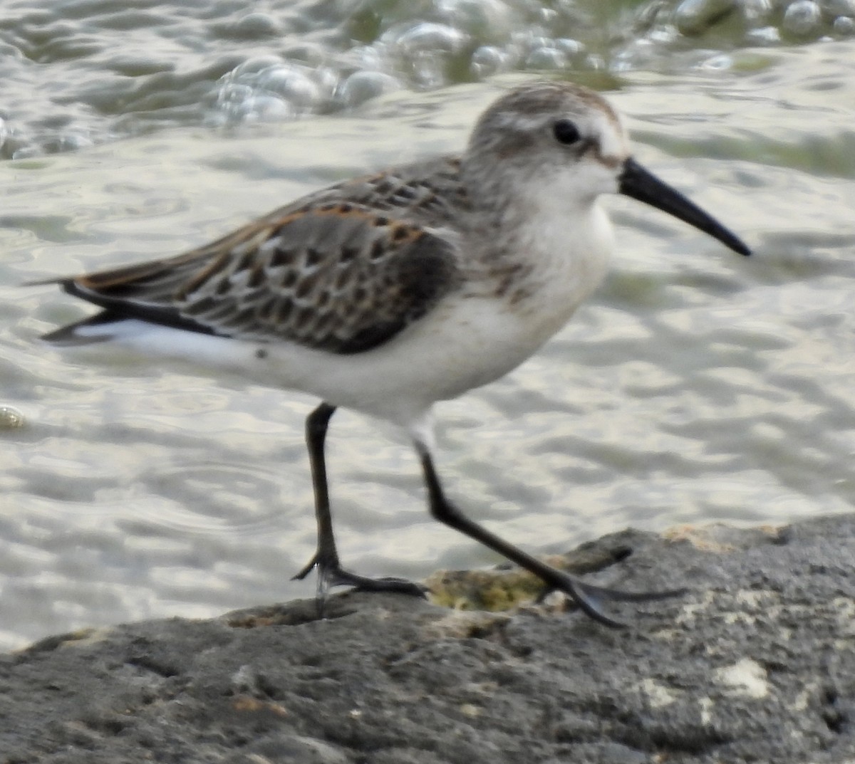 Western Sandpiper - Denise Hughes