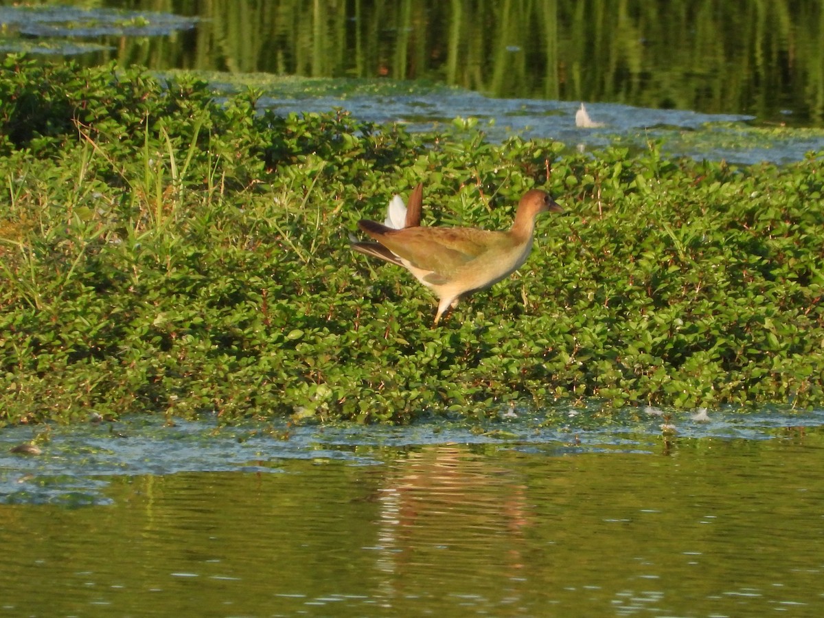 Purple Gallinule - Sheila Burns