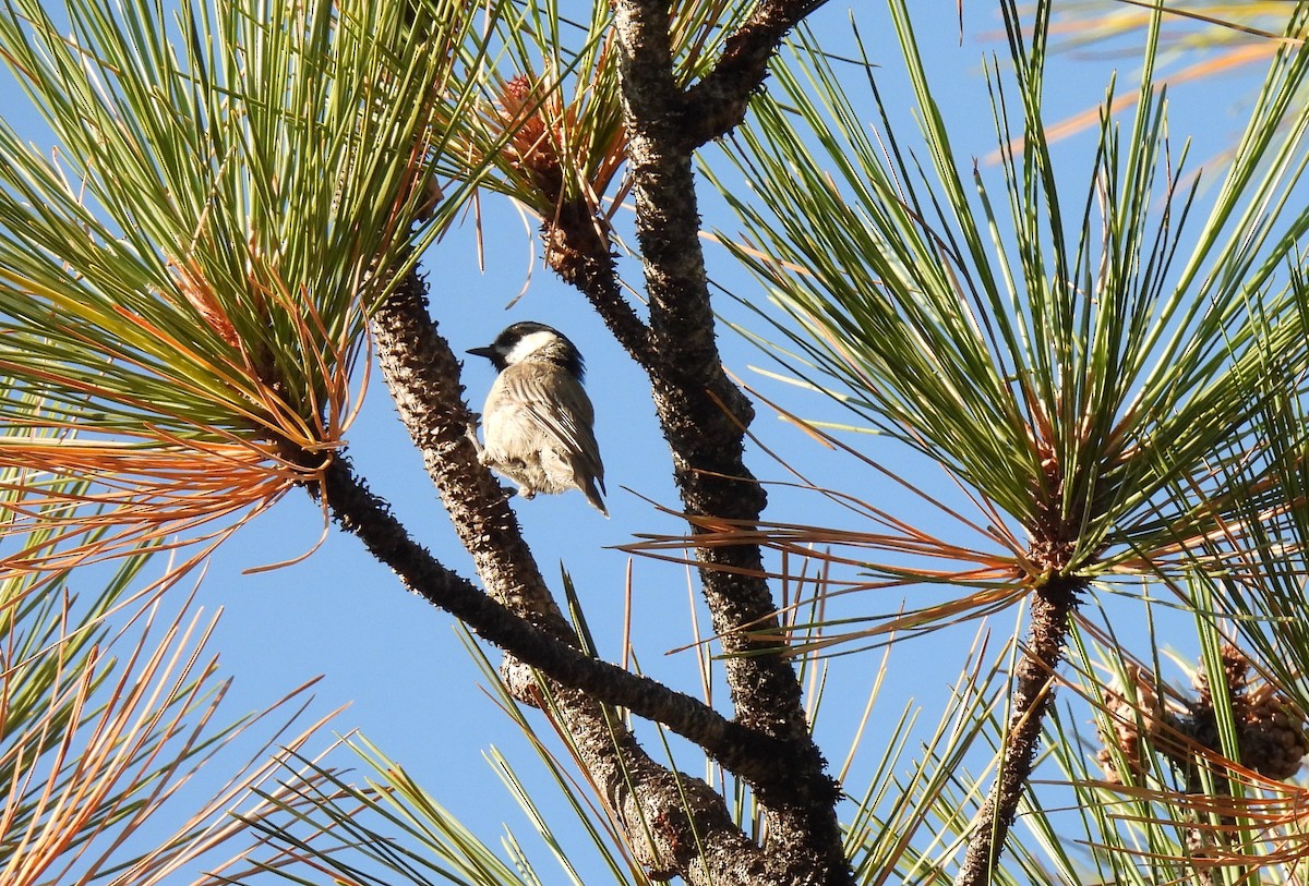 Mountain Chickadee - ML604746951