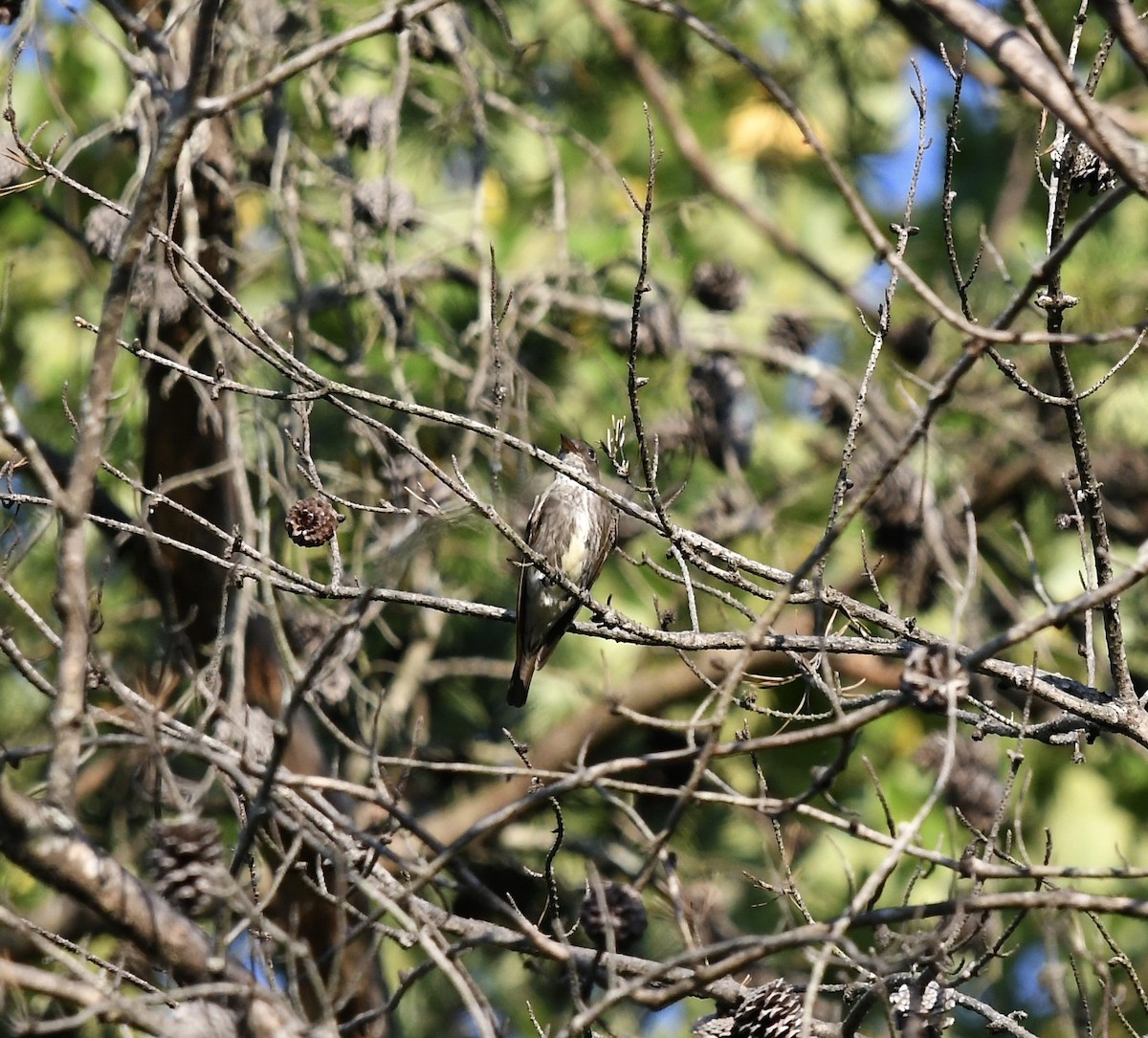 Olive-sided Flycatcher - ML604747281