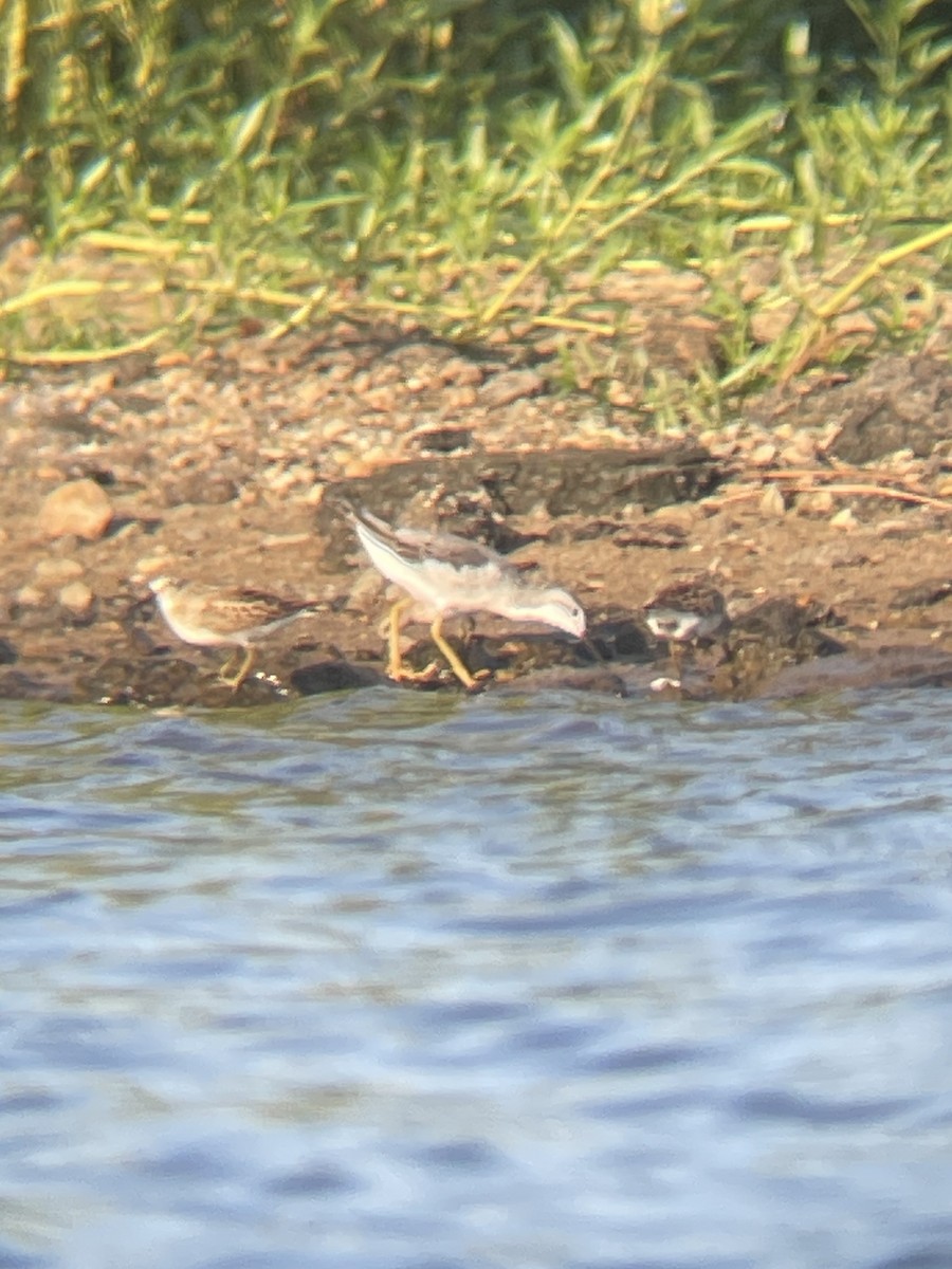 Phalarope de Wilson - ML604747361