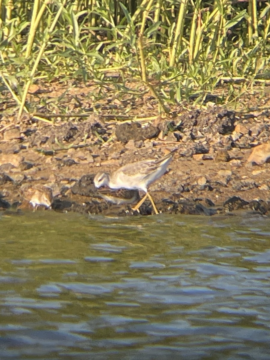 Wilson's Phalarope - ML604747371