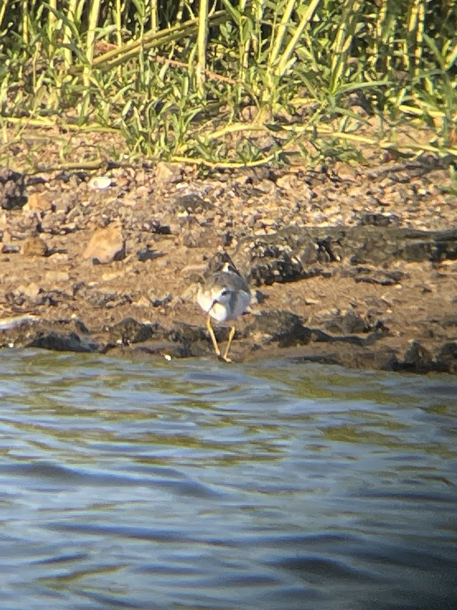 Phalarope de Wilson - ML604747381