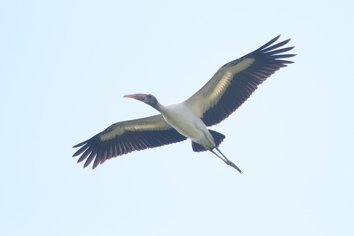 Wood Stork - ML604748081