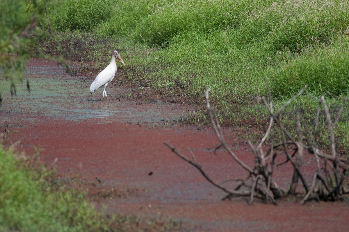 Wood Stork - Gabe LaCount