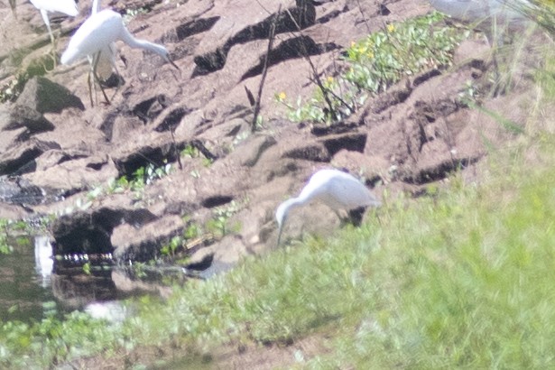 Little Blue Heron - ML604748201