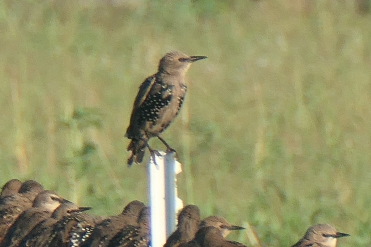 European Starling - Virginia Davis