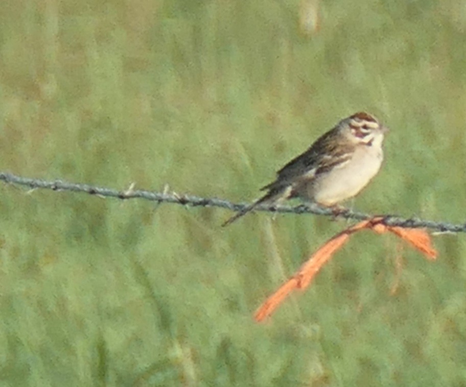 Lark Sparrow - Virginia Davis