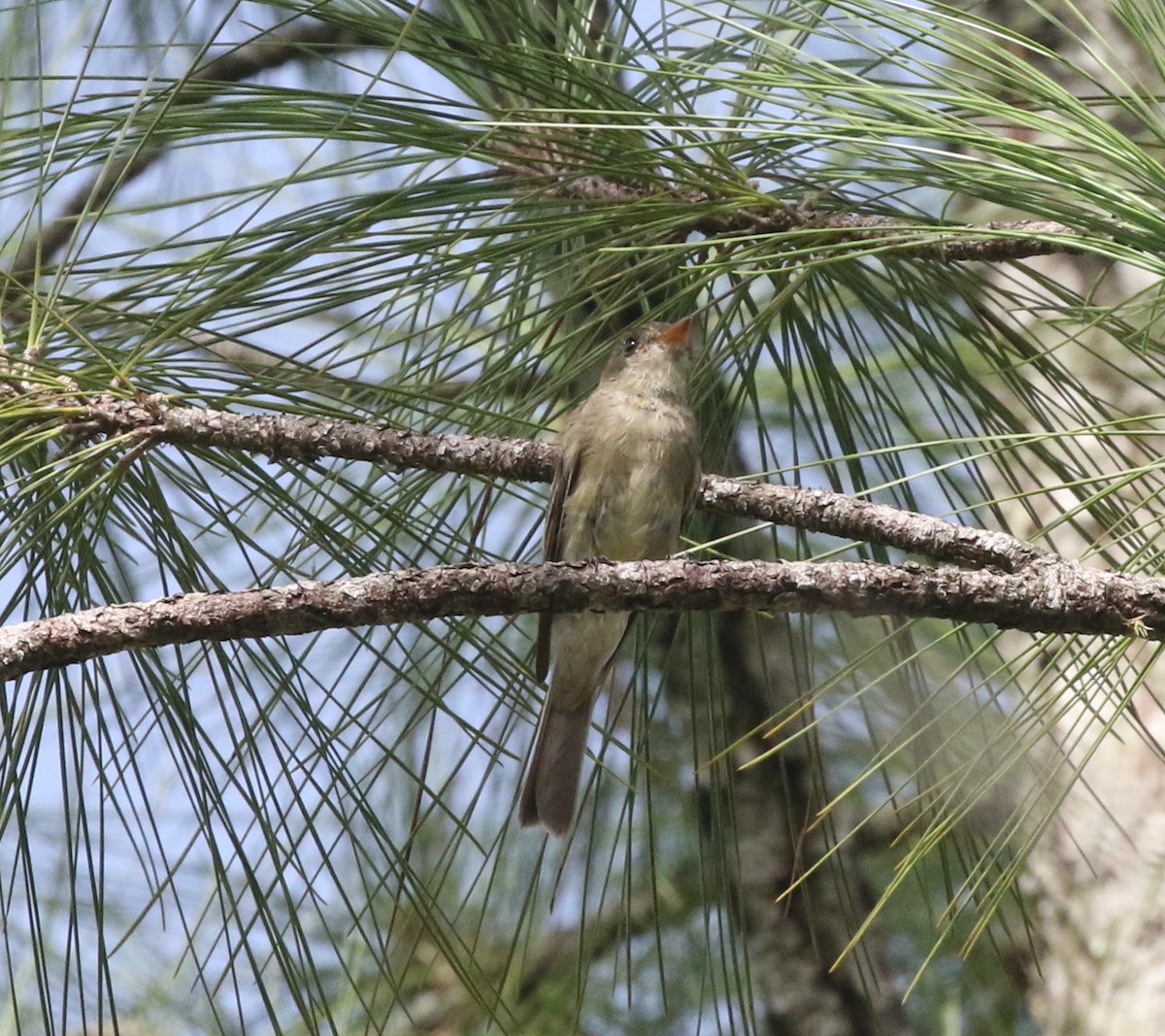 Northern Tropical Pewee - Andrew Vallely