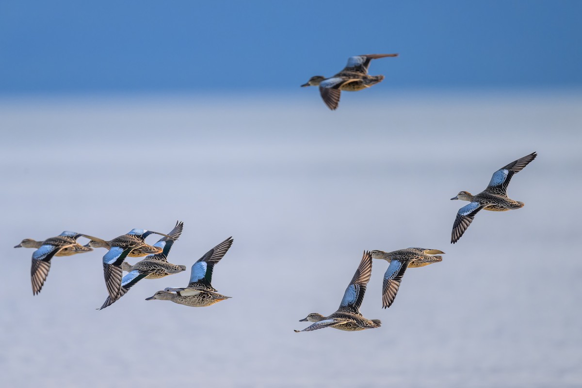 Blue-winged Teal - ML604749651
