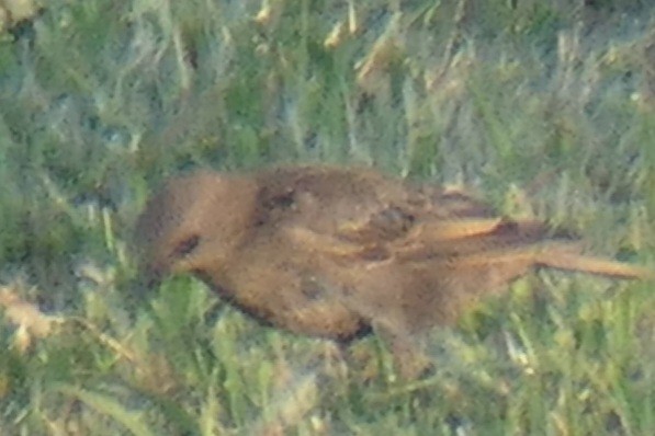 Brown-headed Cowbird - Virginia Davis