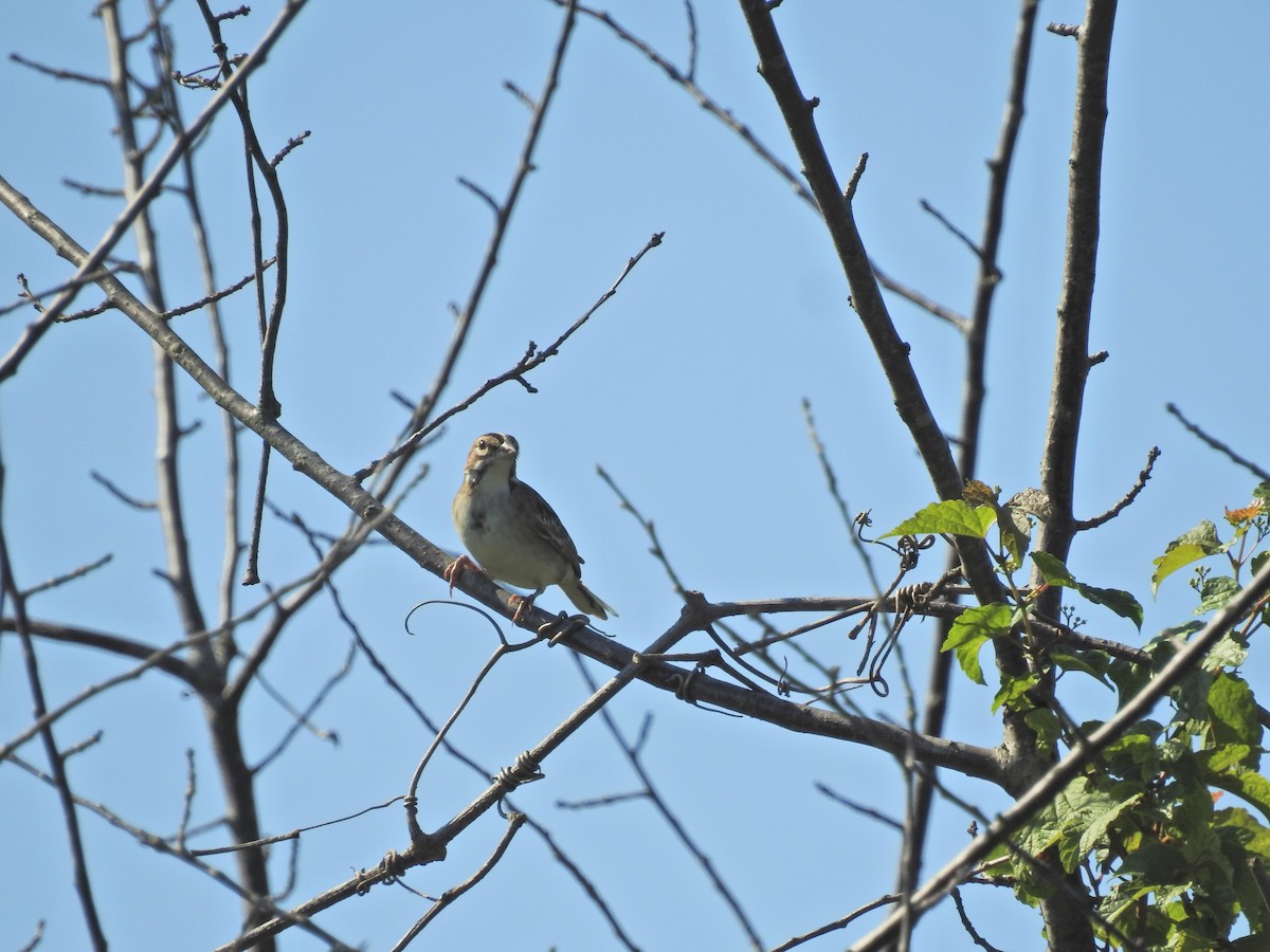 Lark Sparrow - ML604750011