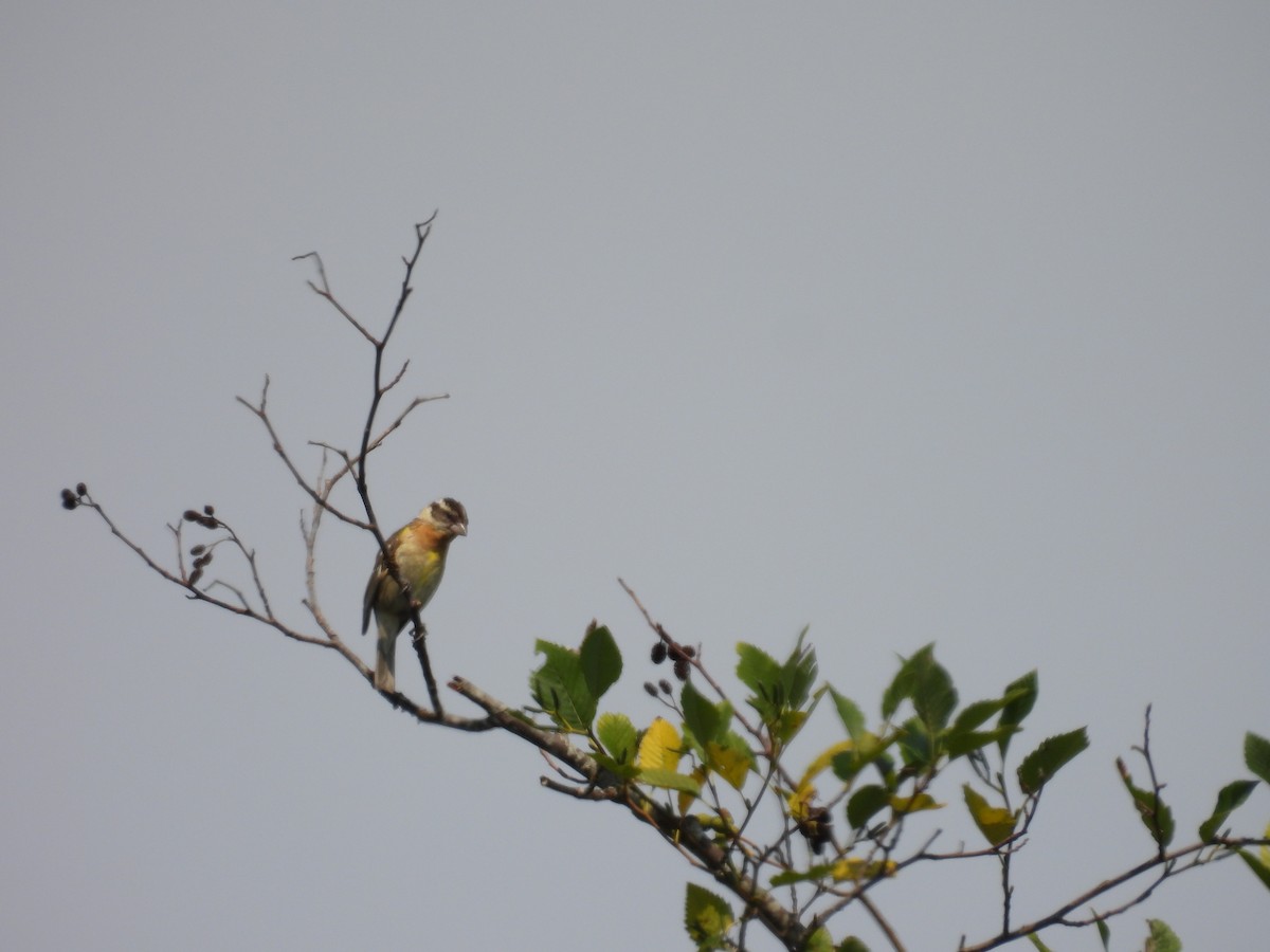 Black-headed Grosbeak - Isaac Smith