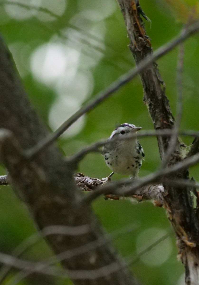 Black-and-white Warbler - ML604750671