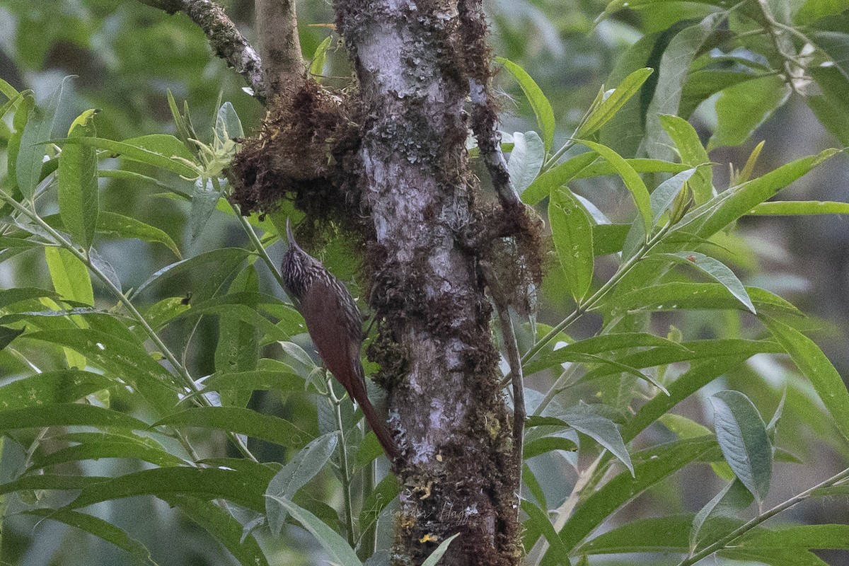 Streak-headed Woodcreeper - ML604751141