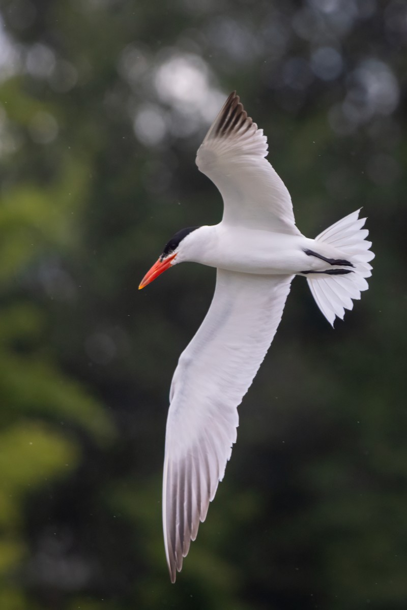 Caspian Tern - Lyall Bouchard