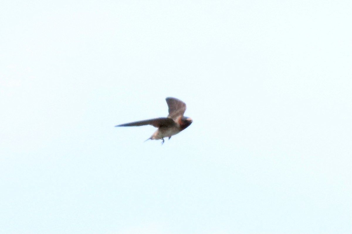 Cliff Swallow - ML604752421