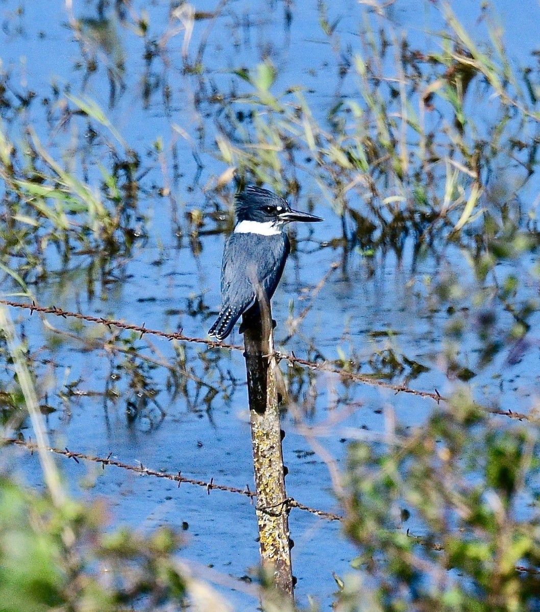 Belted Kingfisher - Norman Eshoo