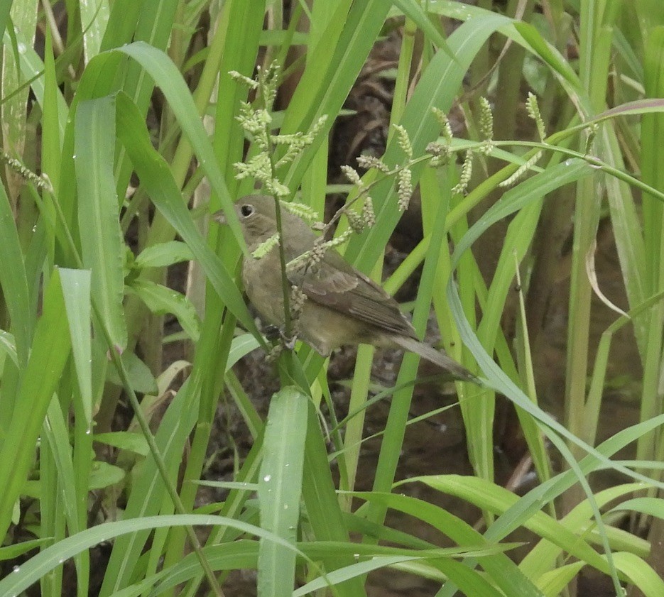 Painted Bunting - ML604753071