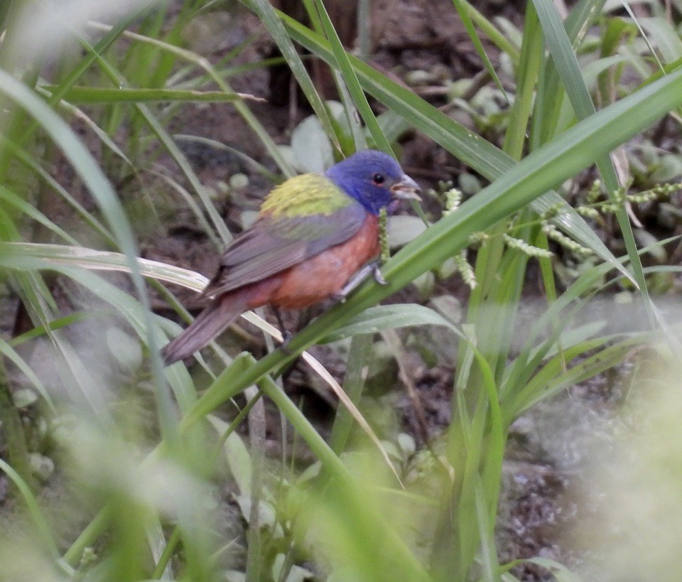 Painted Bunting - ML604753271