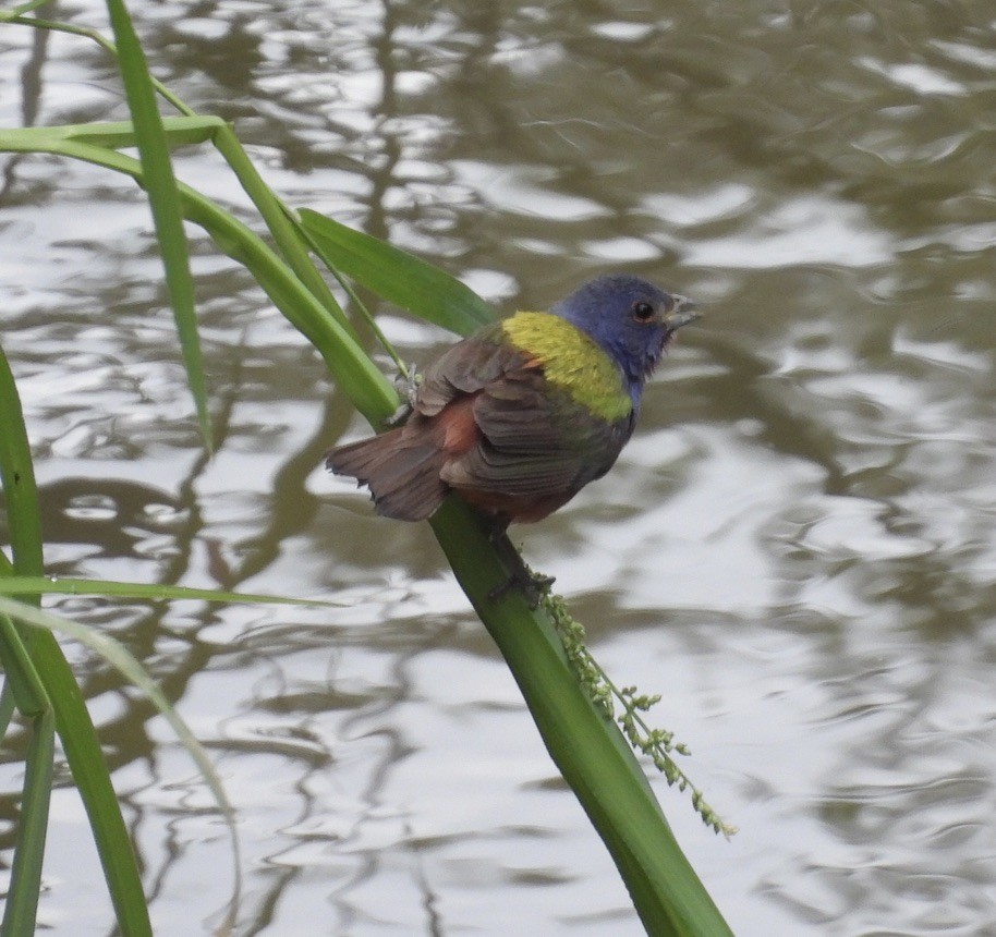 Painted Bunting - ML604753421
