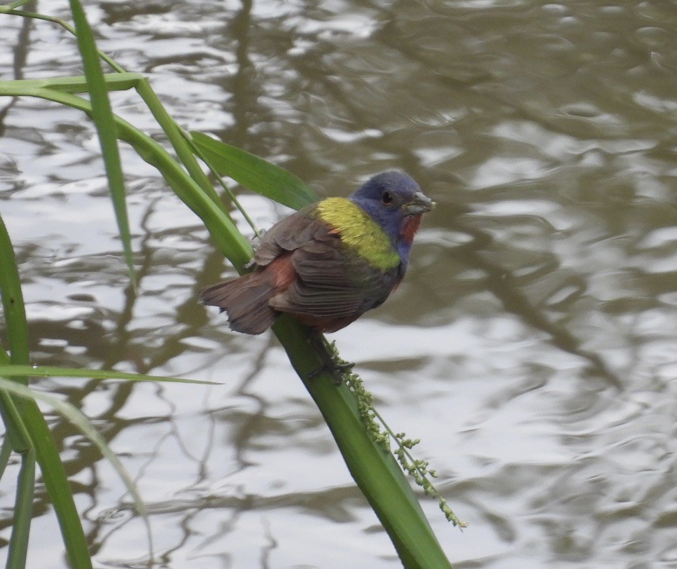 Painted Bunting - ML604753431