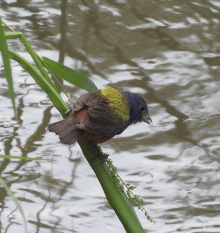 Painted Bunting - ML604753451
