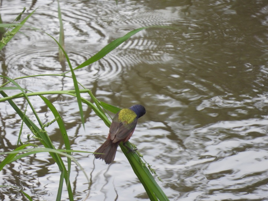 Painted Bunting - ML604753461