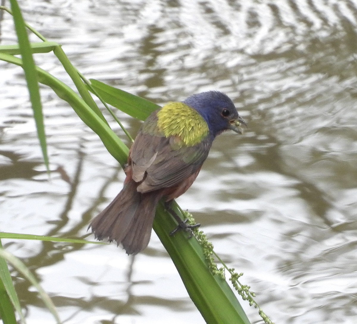 Painted Bunting - ML604753581