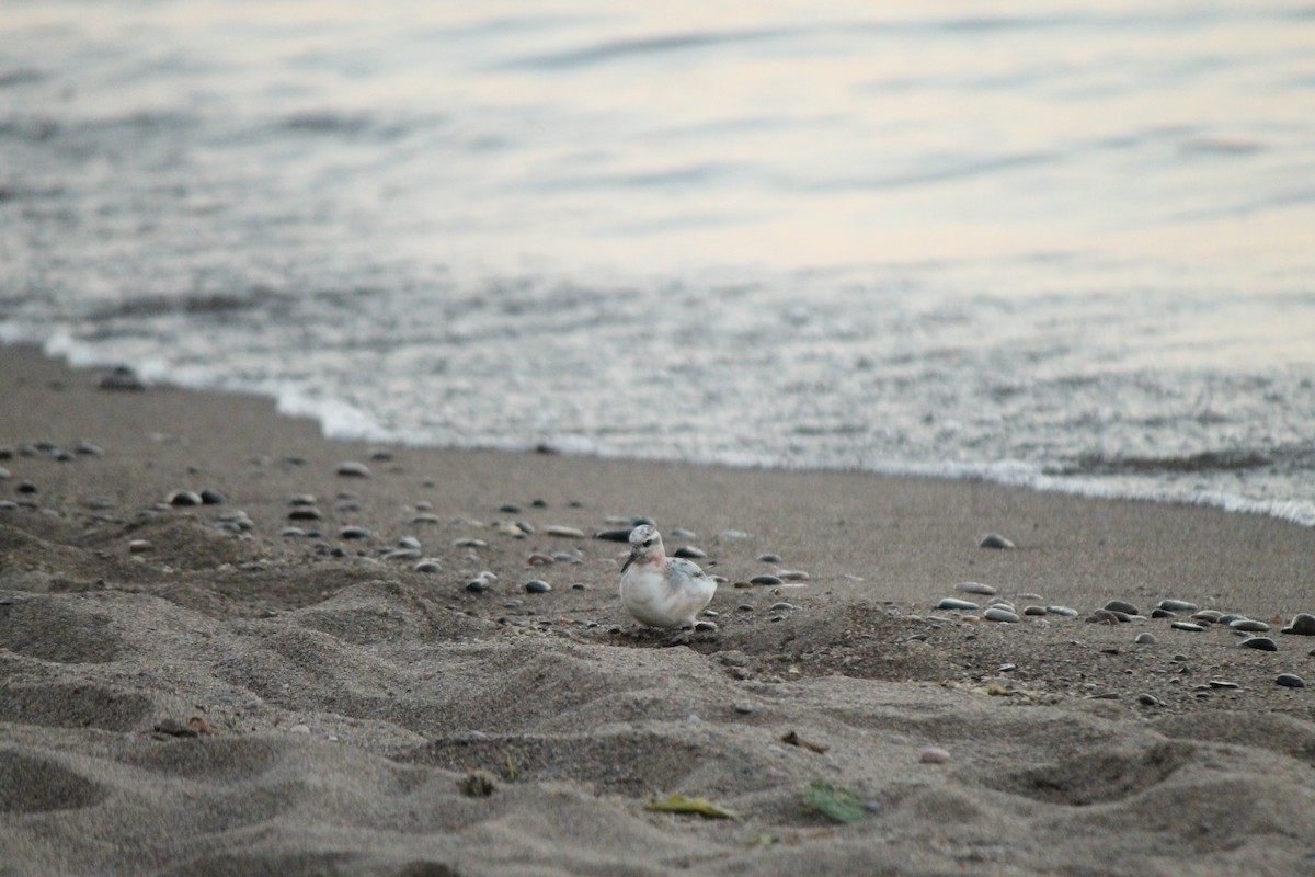 Red Phalarope - ML604754091