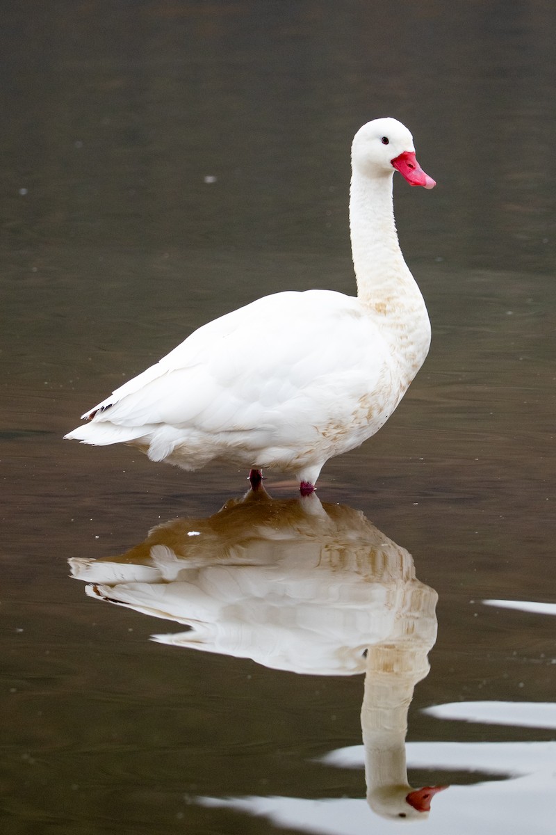 Coscoroba Swan - ML604754541