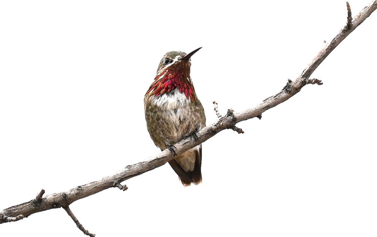Calliope Hummingbird - ML604756221