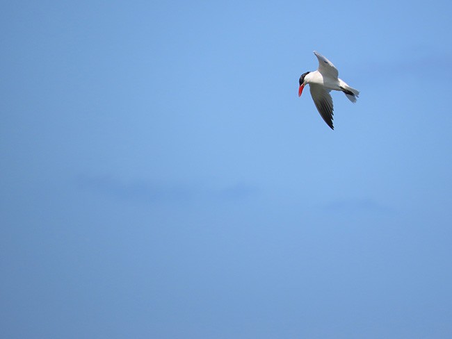 Caspian Tern - Nancy Anderson