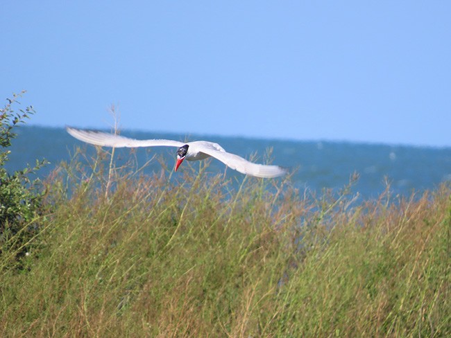 Caspian Tern - Nancy Anderson