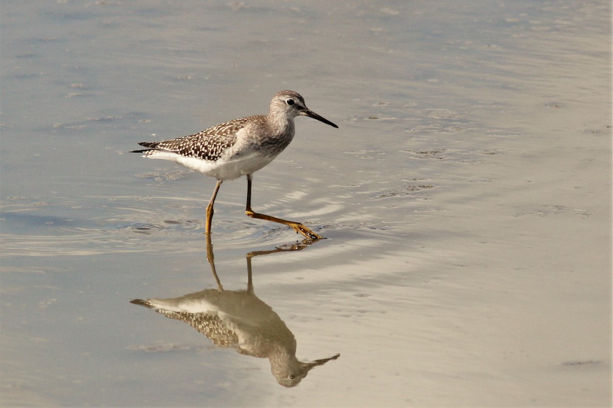 Lesser Yellowlegs - ML604757301