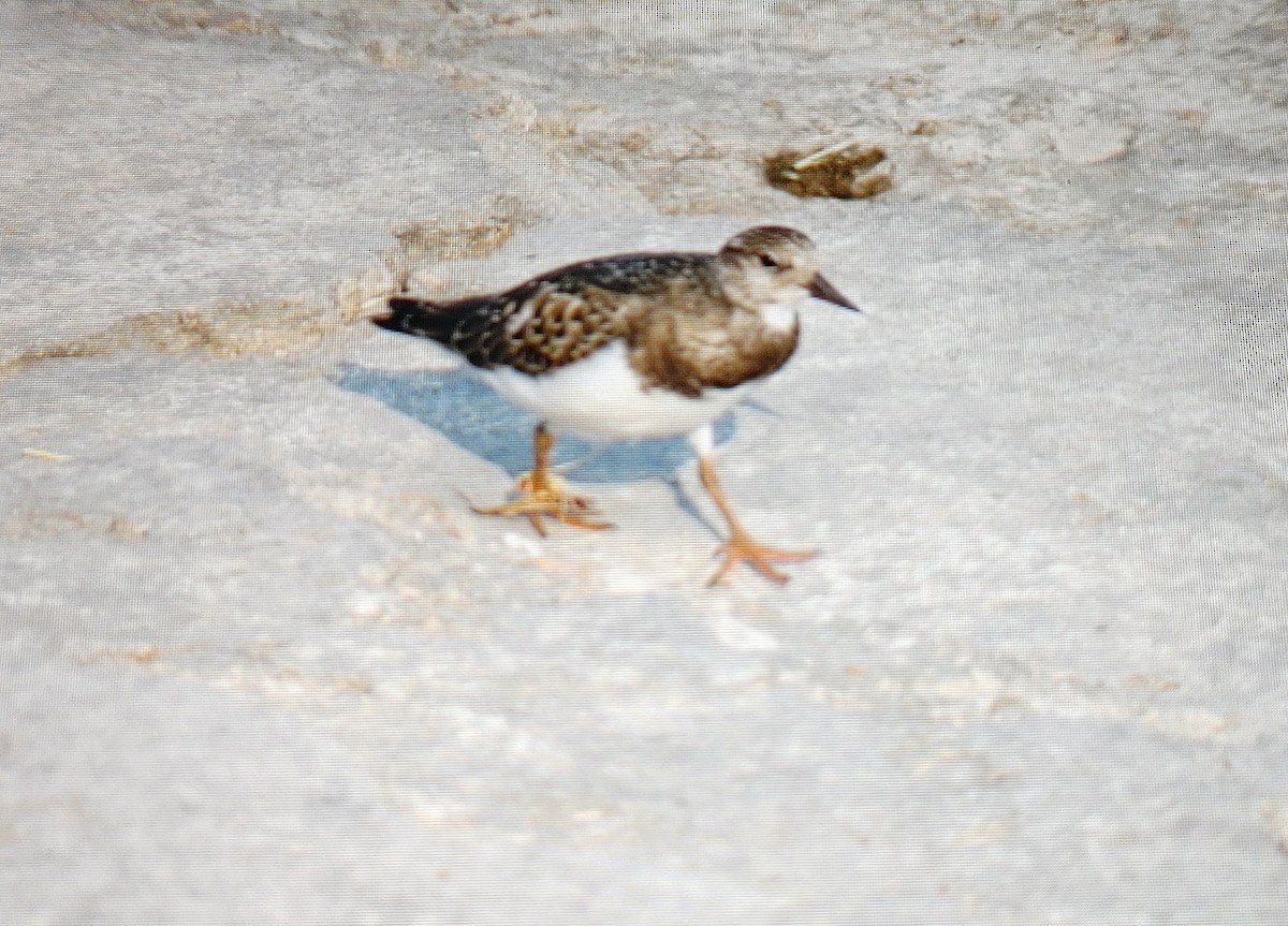 Ruddy Turnstone - ML604757371