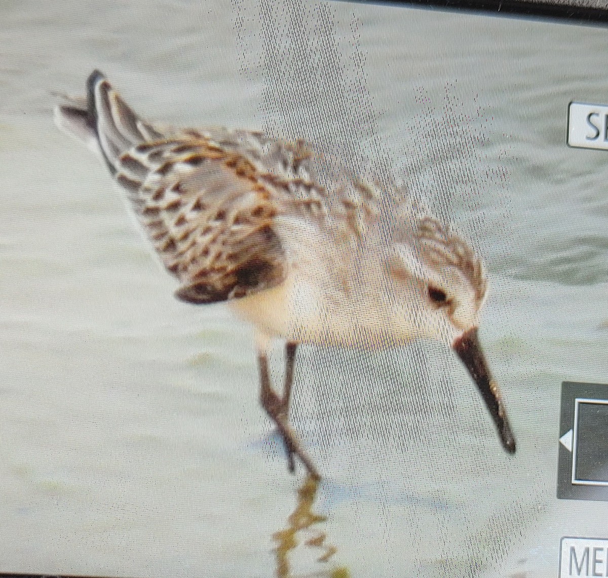 Western Sandpiper - ML604757461