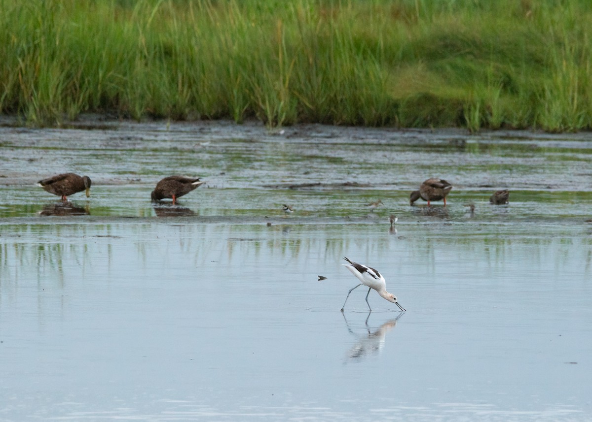 Avoceta Americana - ML604758781