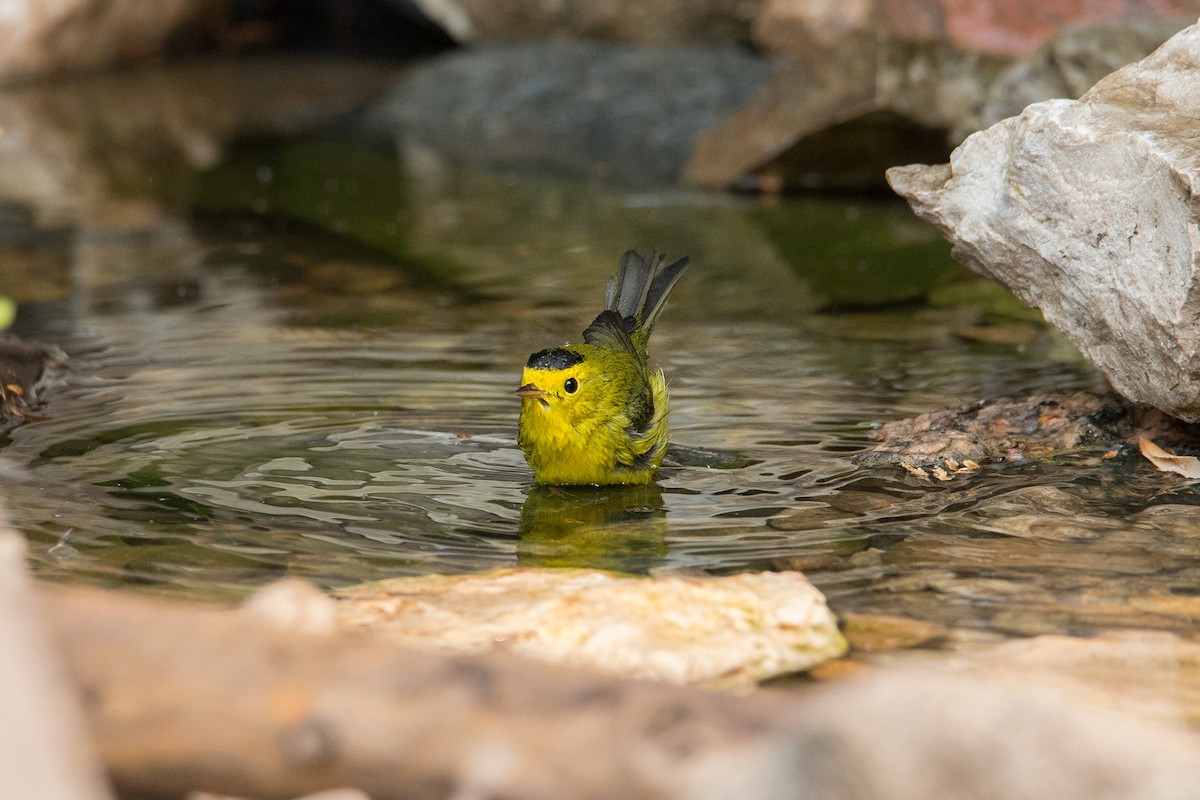 Wilson's Warbler - ML604759051