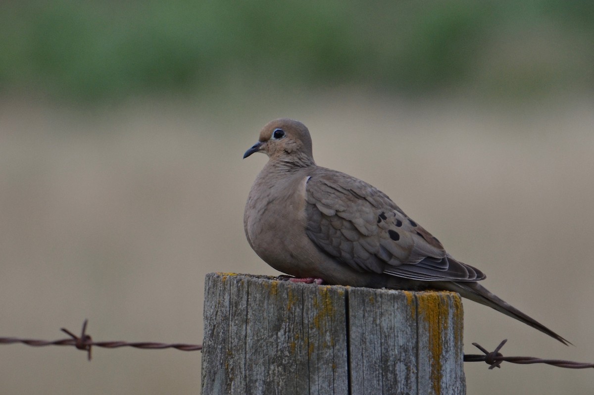 Mourning Dove - Judith James