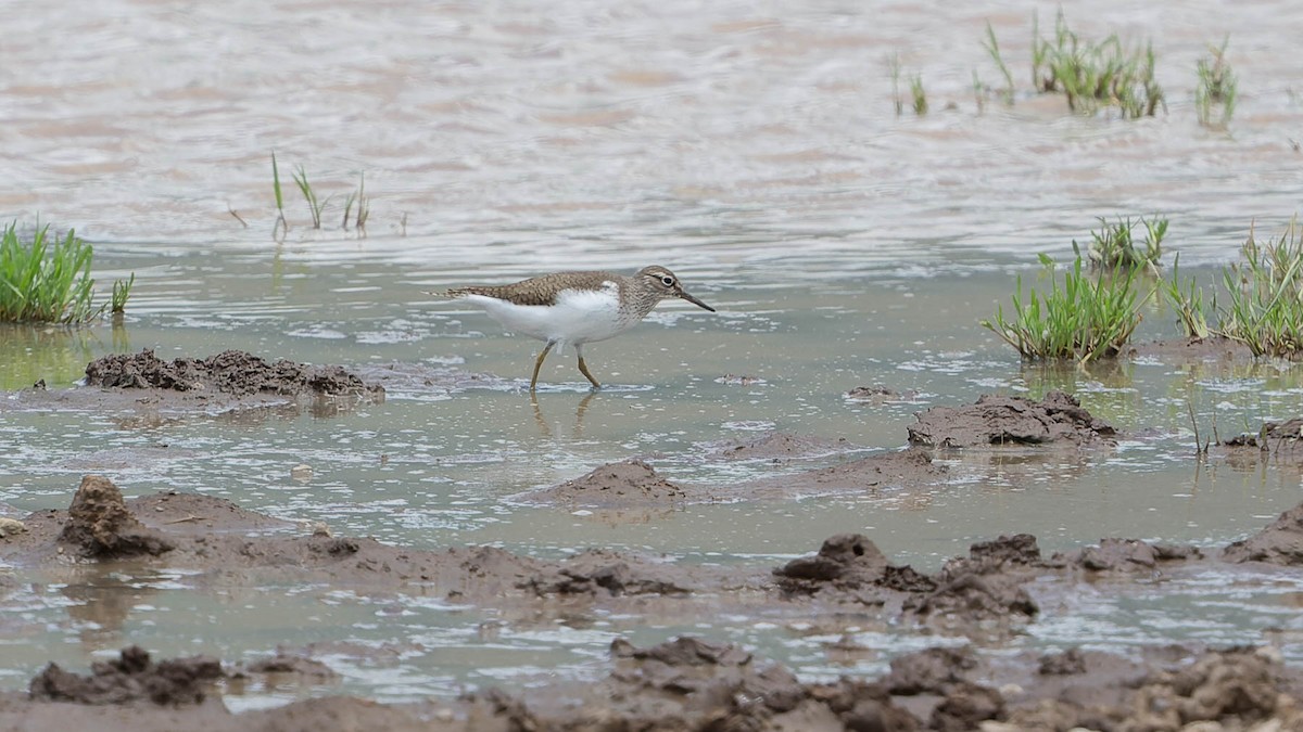 Common Sandpiper - ML604759381