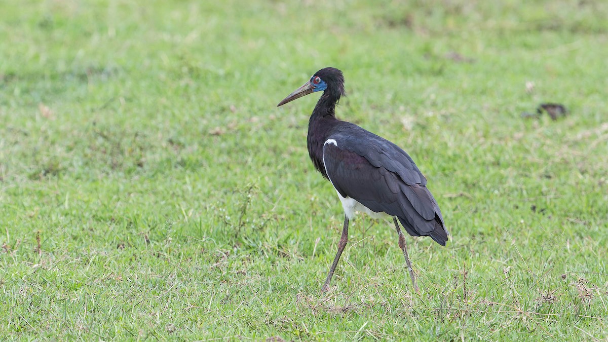 Abdim's Stork - David Newell