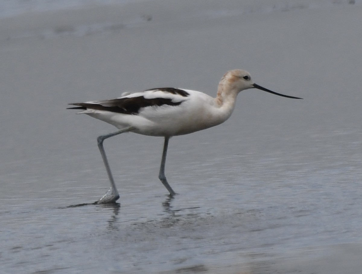 Avocette d'Amérique - ML604760151