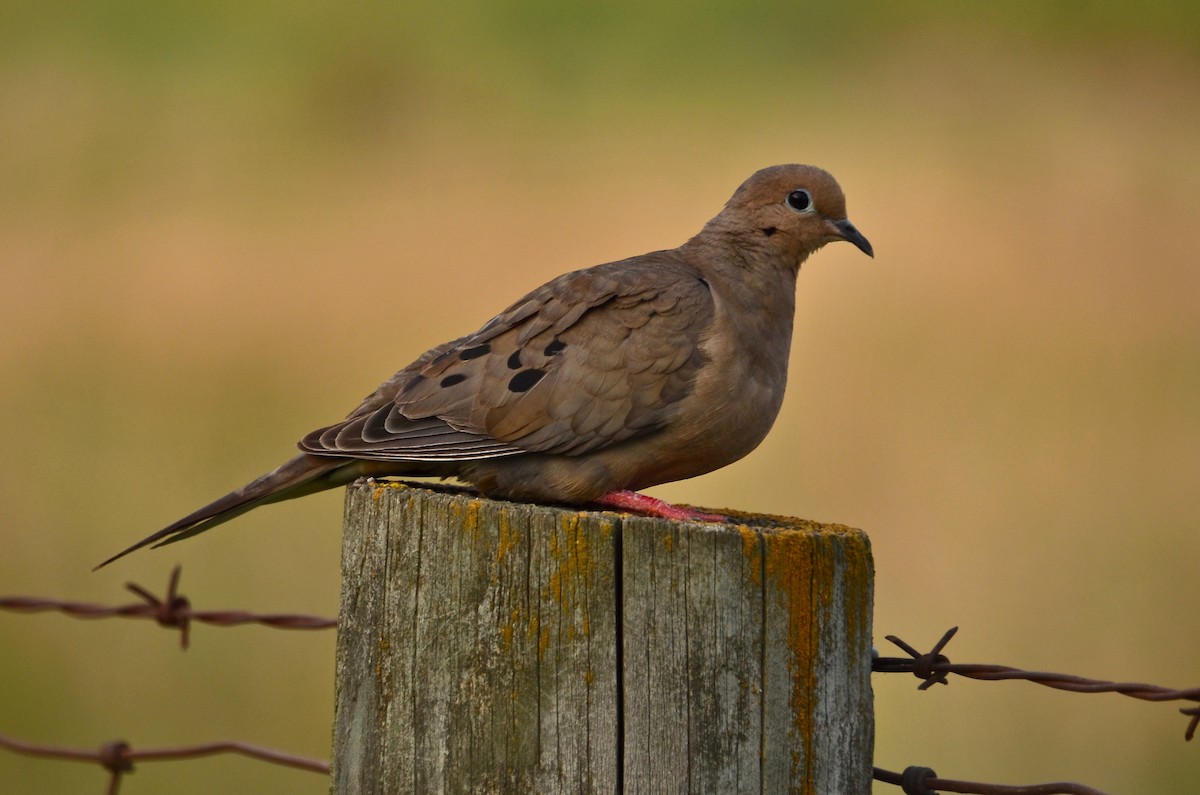 Mourning Dove - Judith James